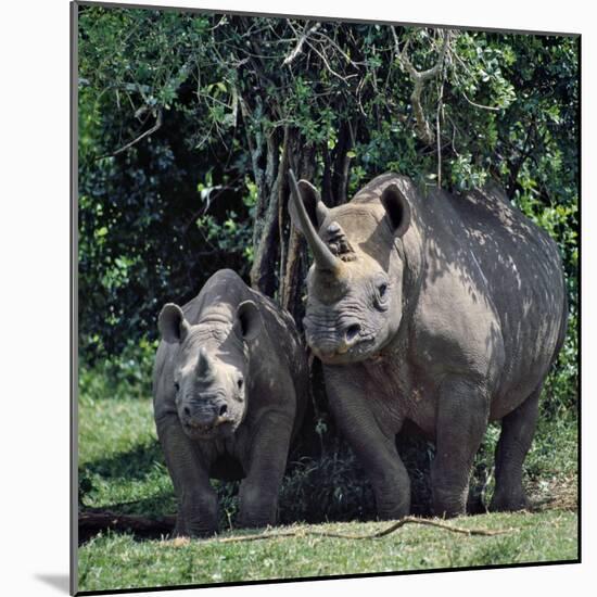 A Black Rhino and Calf in the Aberdare Natrional Park-Nigel Pavitt-Mounted Photographic Print