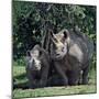 A Black Rhino and Calf in the Aberdare Natrional Park-Nigel Pavitt-Mounted Photographic Print