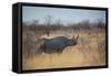 A Black Rhinoceros, Diceros Bicornis, Feeds Off a Spiny Acacia Bush at Sunset-Alex Saberi-Framed Stretched Canvas