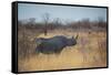 A Black Rhinoceros, Diceros Bicornis, Feeds Off a Spiny Acacia Bush at Sunset-Alex Saberi-Framed Stretched Canvas