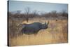 A Black Rhinoceros, Diceros Bicornis, Feeds Off a Spiny Acacia Bush at Sunset-Alex Saberi-Stretched Canvas