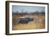 A Black Rhinoceros, Diceros Bicornis, Feeds Off a Spiny Acacia Bush at Sunset-Alex Saberi-Framed Photographic Print