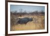 A Black Rhinoceros, Diceros Bicornis, Feeds Off a Spiny Acacia Bush at Sunset-Alex Saberi-Framed Photographic Print