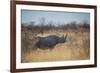 A Black Rhinoceros, Diceros Bicornis, Feeds Off a Spiny Acacia Bush at Sunset-Alex Saberi-Framed Photographic Print