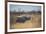 A Black Rhinoceros, Diceros Bicornis, Feeds Off a Spiny Acacia Bush at Sunset-Alex Saberi-Framed Photographic Print