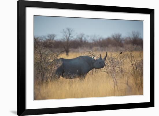 A Black Rhinoceros, Diceros Bicornis, Feeds Off a Spiny Acacia Bush at Sunset-Alex Saberi-Framed Photographic Print