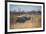 A Black Rhinoceros, Diceros Bicornis, Feeds Off a Spiny Acacia Bush at Sunset-Alex Saberi-Framed Photographic Print