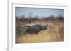 A Black Rhinoceros, Diceros Bicornis, Feeds Off a Spiny Acacia Bush at Sunset-Alex Saberi-Framed Photographic Print