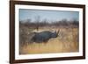 A Black Rhinoceros, Diceros Bicornis, Feeds Off a Spiny Acacia Bush at Sunset-Alex Saberi-Framed Photographic Print