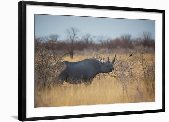 A Black Rhinoceros, Diceros Bicornis, Feeds Off a Spiny Acacia Bush at Sunset-Alex Saberi-Framed Photographic Print