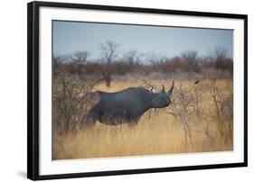 A Black Rhinoceros, Diceros Bicornis, Feeds Off a Spiny Acacia Bush at Sunset-Alex Saberi-Framed Photographic Print