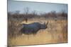 A Black Rhinoceros, Diceros Bicornis, Feeds Off a Spiny Acacia Bush at Sunset-Alex Saberi-Mounted Photographic Print