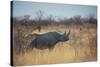 A Black Rhinoceros, Diceros Bicornis, Feeds Off a Spiny Acacia Bush at Sunset-Alex Saberi-Stretched Canvas