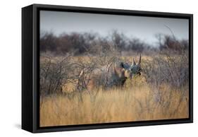 A Black Rhinoceros, Diceros Bicornis, Feeds Off a Spiny Acacia Bush at Sunset-Alex Saberi-Framed Stretched Canvas