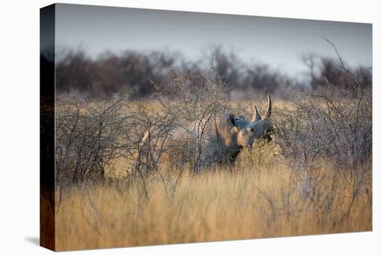 A Black Rhinoceros, Diceros Bicornis, Feeds Off a Spiny Acacia Bush at Sunset-Alex Saberi-Stretched Canvas