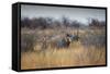 A Black Rhinoceros, Diceros Bicornis, Feeds Off a Spiny Acacia Bush at Sunset-Alex Saberi-Framed Stretched Canvas