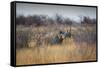 A Black Rhinoceros, Diceros Bicornis, Feeds Off a Spiny Acacia Bush at Sunset-Alex Saberi-Framed Stretched Canvas