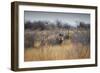 A Black Rhinoceros, Diceros Bicornis, Feeds Off a Spiny Acacia Bush at Sunset-Alex Saberi-Framed Photographic Print