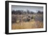 A Black Rhinoceros, Diceros Bicornis, Feeds Off a Spiny Acacia Bush at Sunset-Alex Saberi-Framed Photographic Print