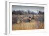 A Black Rhinoceros, Diceros Bicornis, Feeds Off a Spiny Acacia Bush at Sunset-Alex Saberi-Framed Photographic Print