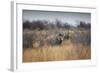 A Black Rhinoceros, Diceros Bicornis, Feeds Off a Spiny Acacia Bush at Sunset-Alex Saberi-Framed Photographic Print