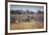 A Black Rhinoceros, Diceros Bicornis, Feeds Off a Spiny Acacia Bush at Sunset-Alex Saberi-Framed Photographic Print