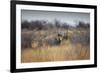 A Black Rhinoceros, Diceros Bicornis, Feeds Off a Spiny Acacia Bush at Sunset-Alex Saberi-Framed Photographic Print