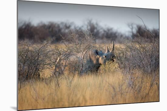 A Black Rhinoceros, Diceros Bicornis, Feeds Off a Spiny Acacia Bush at Sunset-Alex Saberi-Mounted Photographic Print