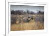 A Black Rhinoceros, Diceros Bicornis, Feeds Off a Spiny Acacia Bush at Sunset-Alex Saberi-Framed Photographic Print