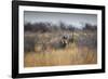 A Black Rhinoceros, Diceros Bicornis, Feeds Off a Spiny Acacia Bush at Sunset-Alex Saberi-Framed Photographic Print