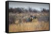 A Black Rhinoceros, Diceros Bicornis, Feeds Off a Spiny Acacia Bush at Sunset-Alex Saberi-Framed Stretched Canvas