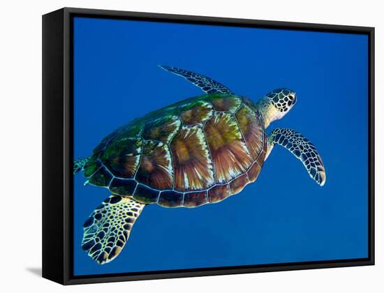 A Black Sea Turtle Off the Coast of Fiji-Stocktrek Images-Framed Stretched Canvas