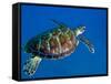 A Black Sea Turtle Off the Coast of Fiji-Stocktrek Images-Framed Stretched Canvas