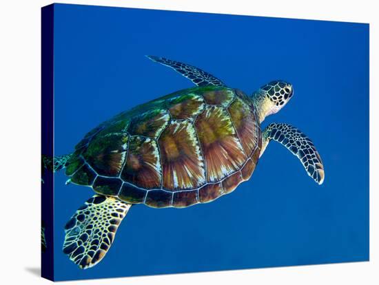 A Black Sea Turtle Off the Coast of Fiji-Stocktrek Images-Stretched Canvas