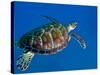 A Black Sea Turtle Off the Coast of Fiji-Stocktrek Images-Stretched Canvas