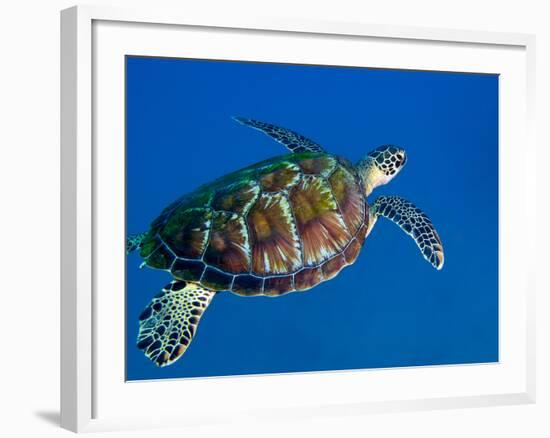 A Black Sea Turtle Off the Coast of Fiji-Stocktrek Images-Framed Photographic Print