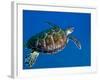 A Black Sea Turtle Off the Coast of Fiji-Stocktrek Images-Framed Photographic Print
