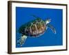 A Black Sea Turtle Off the Coast of Fiji-Stocktrek Images-Framed Photographic Print