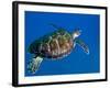 A Black Sea Turtle Off the Coast of Fiji-Stocktrek Images-Framed Photographic Print