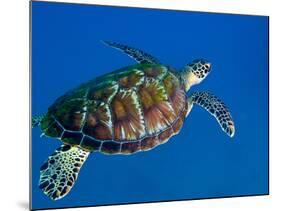 A Black Sea Turtle Off the Coast of Fiji-Stocktrek Images-Mounted Photographic Print