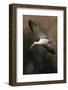 A Black Skimmer Flies over a Southern California Wetland-Neil Losin-Framed Photographic Print
