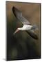 A Black Skimmer Flies over a Southern California Wetland-Neil Losin-Mounted Photographic Print