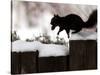 A Black Squirrel Leaps Along a Snow Covered Fence-null-Stretched Canvas