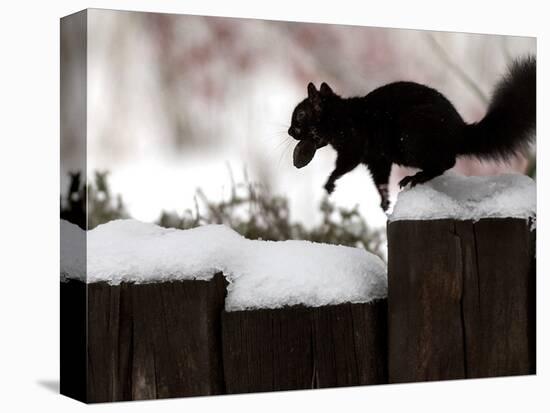 A Black Squirrel Leaps Along a Snow Covered Fence-null-Stretched Canvas