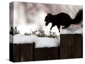 A Black Squirrel Leaps Along a Snow Covered Fence-null-Stretched Canvas