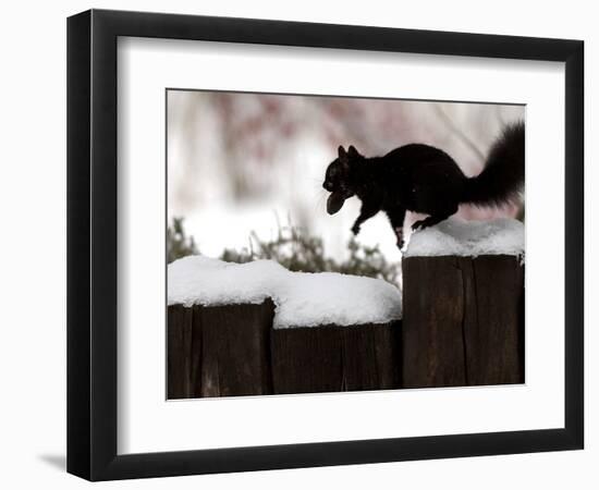 A Black Squirrel Leaps Along a Snow Covered Fence-null-Framed Photographic Print