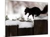 A Black Squirrel Leaps Along a Snow Covered Fence-null-Mounted Photographic Print