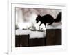 A Black Squirrel Leaps Along a Snow Covered Fence-null-Framed Photographic Print