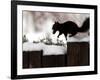 A Black Squirrel Leaps Along a Snow Covered Fence-null-Framed Photographic Print