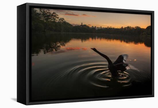 A Black Swan, Cygnus Atratus, Stretching at Sunrise in Ibirapuera Park-Alex Saberi-Framed Stretched Canvas